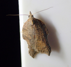 Acleris emargana
