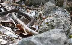 Mastigodryas melanolomus