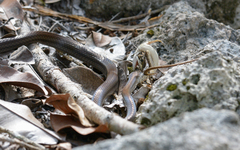 Mastigodryas melanolomus