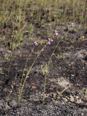 Desmodium platycarpum