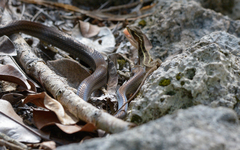 Mastigodryas melanolomus