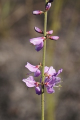Desmodium platycarpum