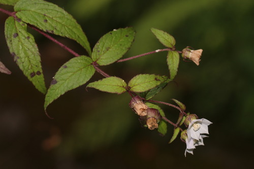 Cyclocodon lancifolius, 2022-08-19