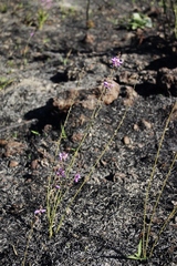 Desmodium platycarpum