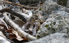 Mastigodryas melanolomus