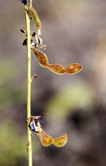 Desmodium platycarpum