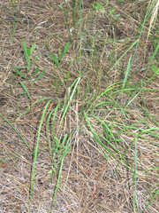 Elymus elymoides