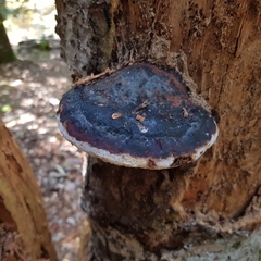 Fomitopsis pinicola
