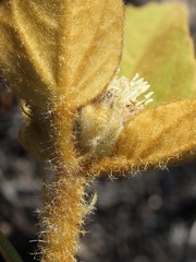 Croton solanaceus
