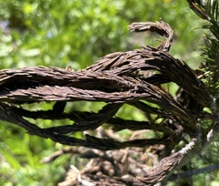 Herpotrichia juniperi