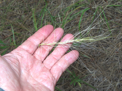 Elymus elymoides