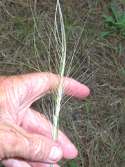 Elymus elymoides