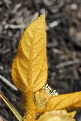 Croton solanaceus