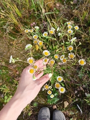 Erigeron annuus
