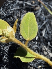 Croton solanaceus