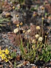 Chrysolaena desertorum