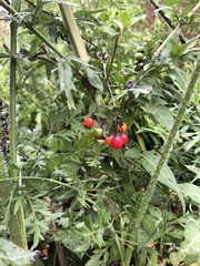 Solanum dulcamara