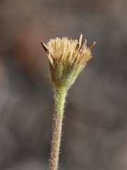 Chrysolaena desertorum