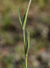 Chrysolaena desertorum
