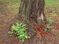 Robinia pseudoacacia