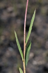 Chrysolaena desertorum