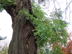 Robinia pseudoacacia