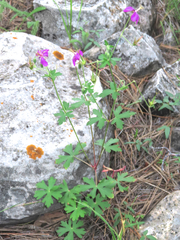 Geranium caespitosum