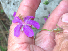 Geranium caespitosum