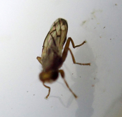Diptera