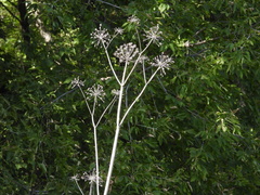 Angelica atropurpurea