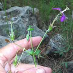 Geranium caespitosum