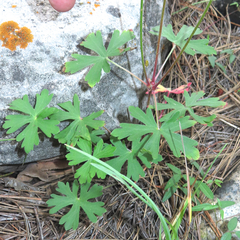 Geranium caespitosum