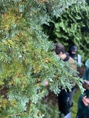 Chamaecyparis lawsoniana