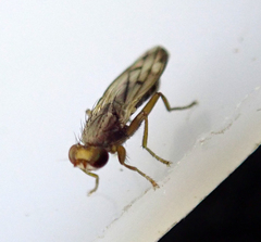 Diptera