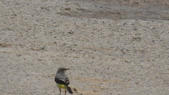 Motacilla cinerea patriciae