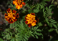 Tagetes
