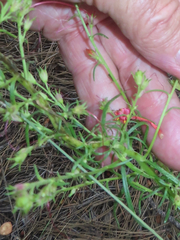 Ipomopsis aggregata formosissima