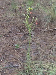 Ipomopsis aggregata formosissima