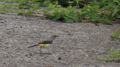 Motacilla cinerea patriciae