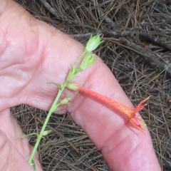 Ipomopsis aggregata formosissima