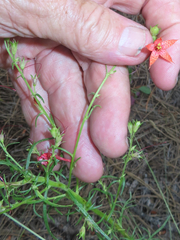 Ipomopsis aggregata formosissima