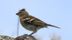 Fringilla coelebs moreletti