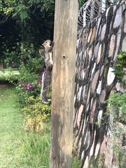 Sciurus variegatoides