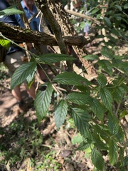 Rubus pinnatus