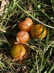 Ebenaceae
