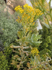 Othonna parviflora