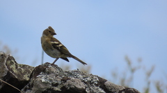 Fringilla coelebs moreletti