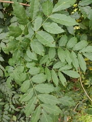 Wisteria sinensis