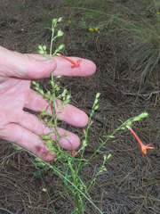 Ipomopsis aggregata formosissima