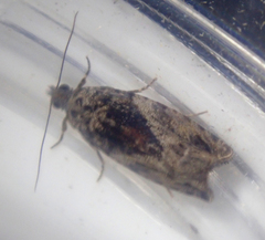 Epinotia nisella